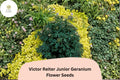 Victor Reiter Junior Geranium Seeds – Green Blooms, Perennial Cranesbill, Compact, Well-Drained Soil, Bees & Butterflies Attractors