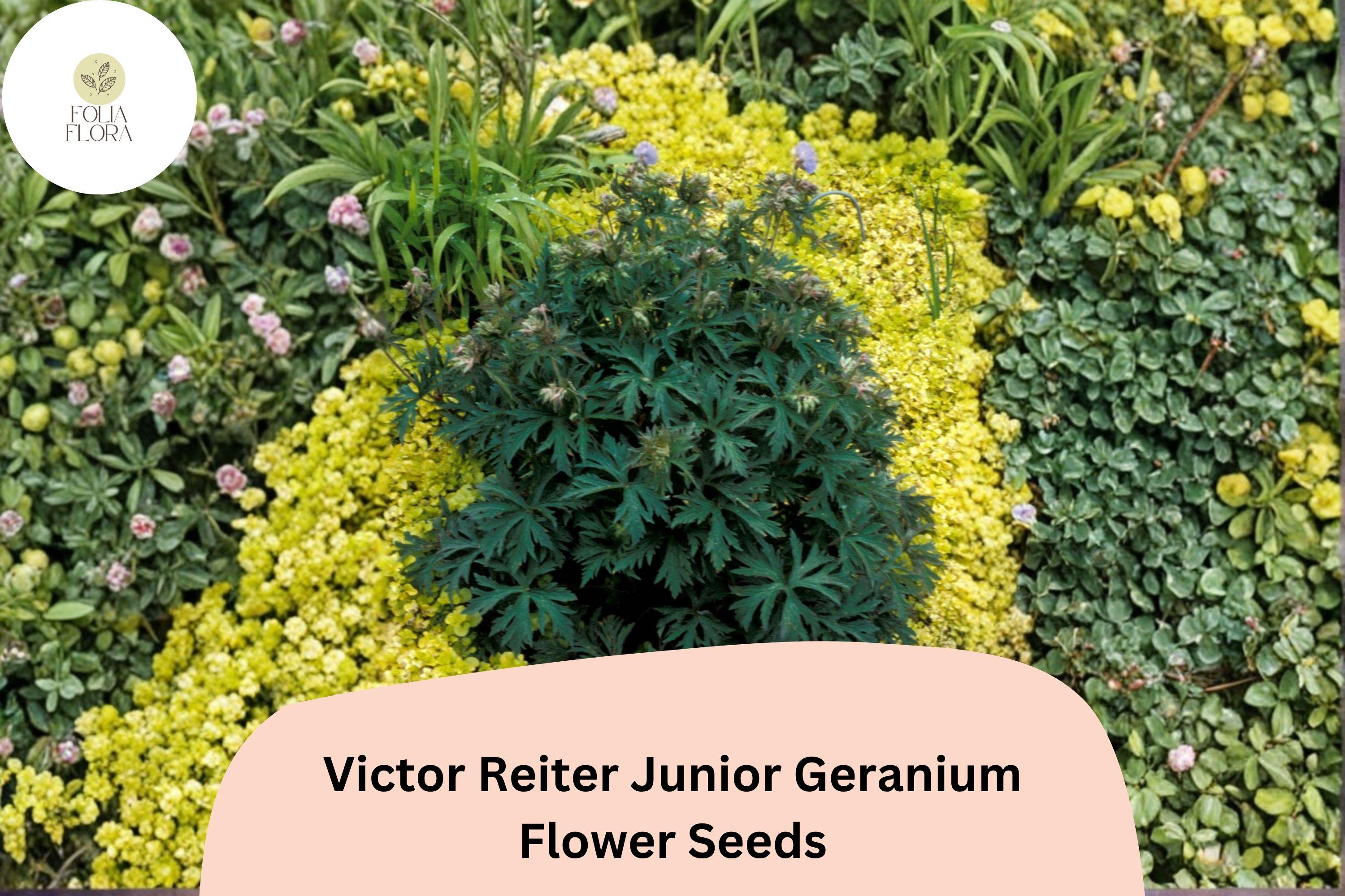 Victor Reiter Junior Geranium Seeds – Green Blooms, Perennial Cranesbill, Compact, Well-Drained Soil, Bees & Butterflies Attractors