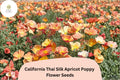 200+ California Thai Silk Apricot Poppy Seeds | Wildflower Mix for Garden, Borders & Containers | Eschscholzia californica