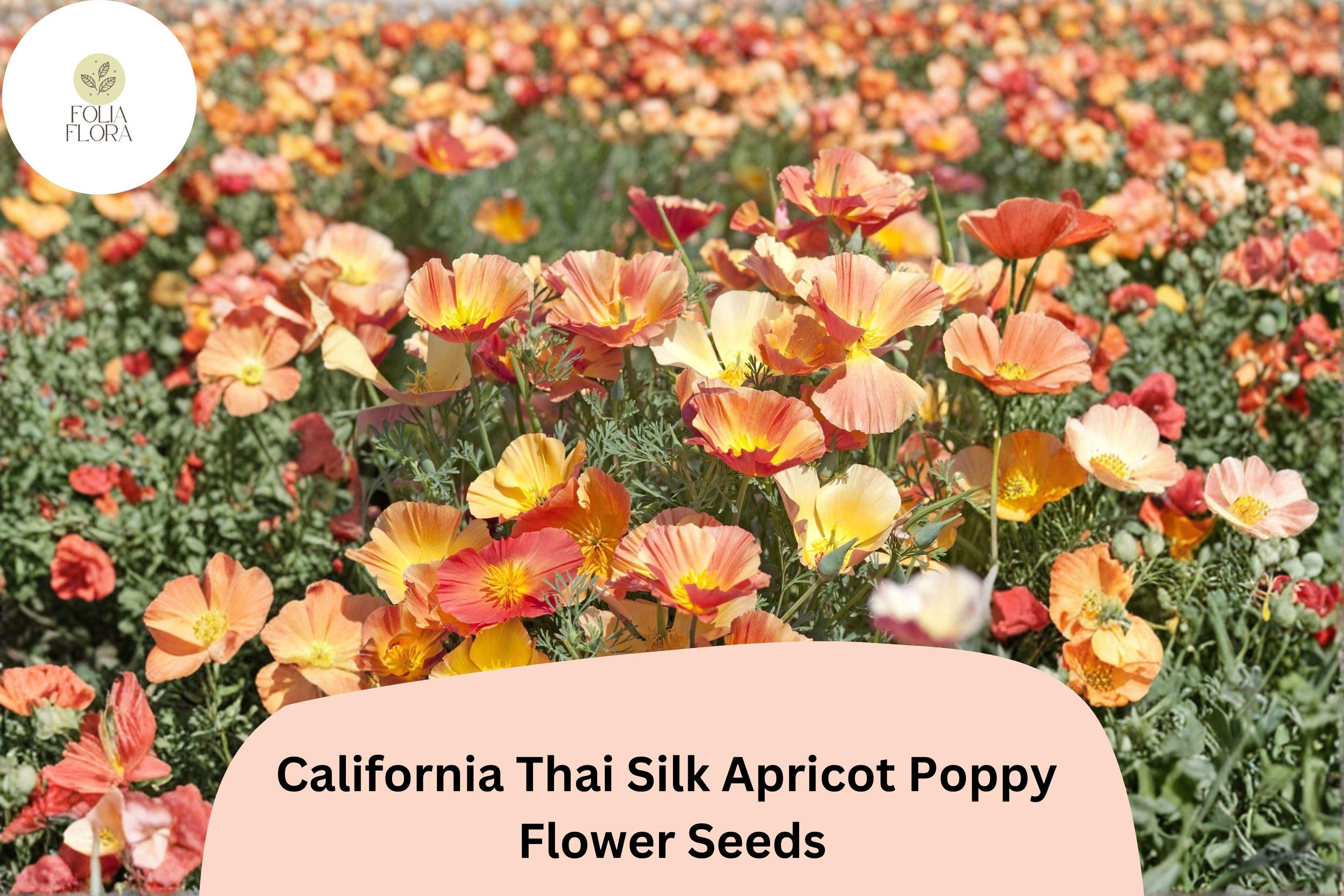 200+ California Thai Silk Apricot Poppy Seeds | Wildflower Mix for Garden, Borders & Containers | Eschscholzia californica