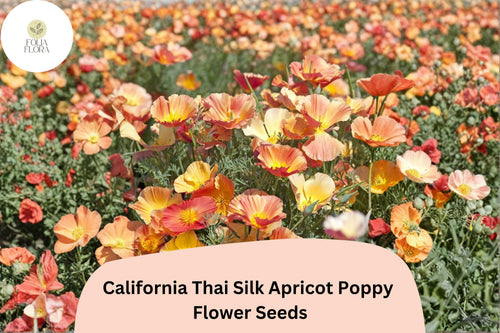 200+ California Thai Silk Apricot Poppy Seeds | Wildflower Mix for Garden, Borders & Containers | Eschscholzia californica