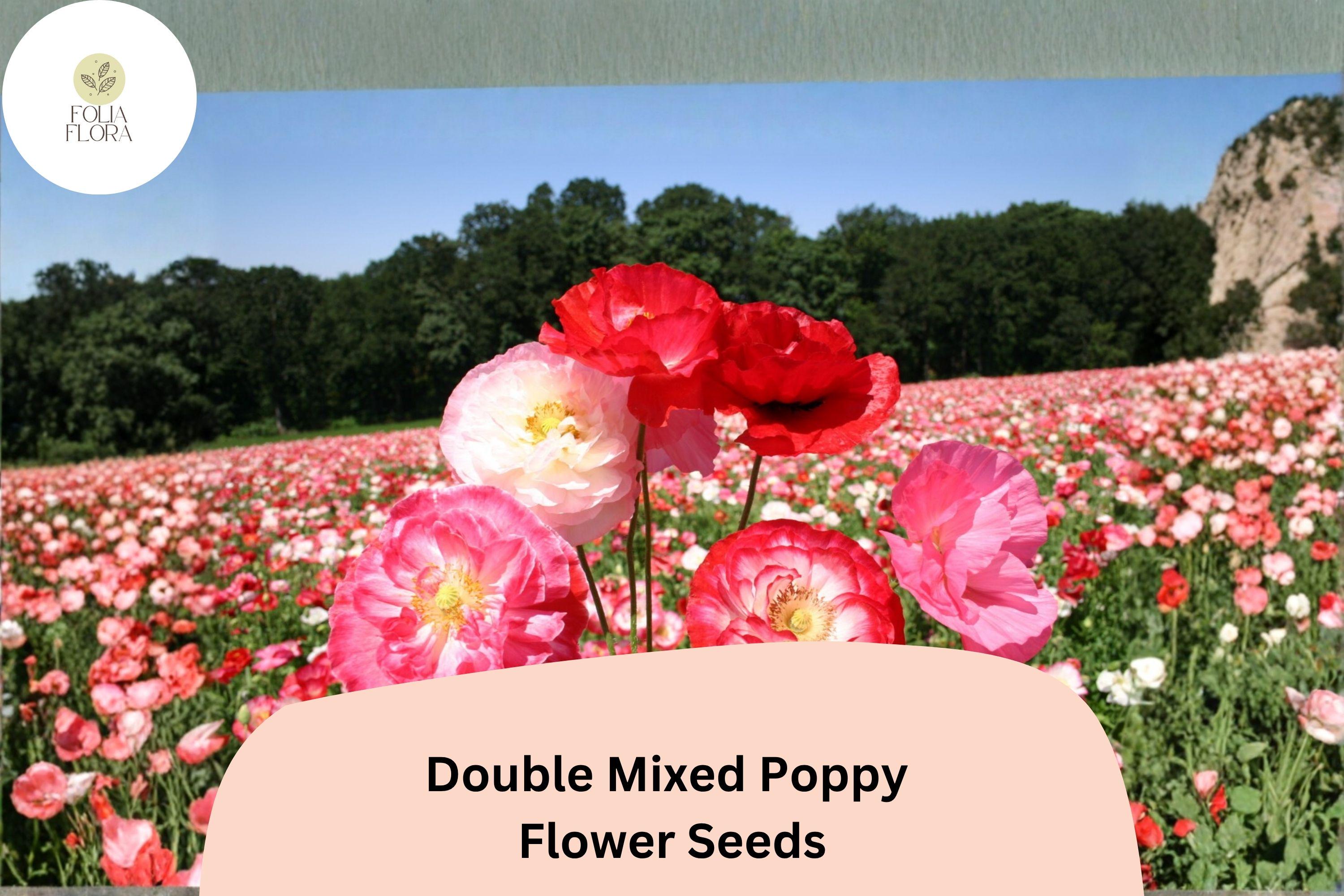 200+ Double Mixed Poppy Seeds – Colorful Cottage Garden Flowers – Papaver somniferum, Bee & Butterfly Attracting Annual Seeds