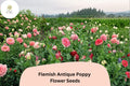 200+ Flemish Antique Poppy Seeds – Cream & Red Frilled Blooms – Heirloom Papaver somniferum Flower Seeds