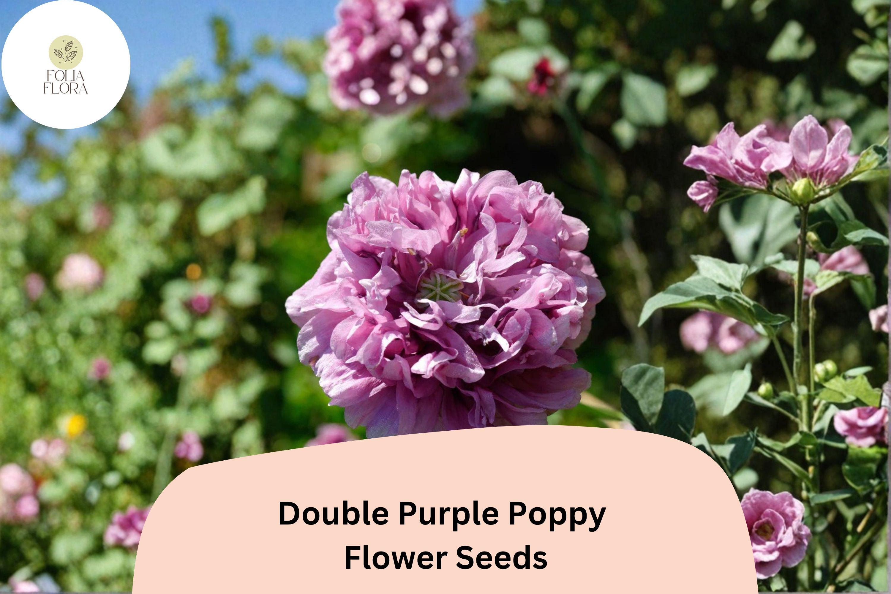 200+ Double Purple Poppy Seeds – Violet Frilled Blooms – Papaver somniferum, Heirloom Annual Flower for Gardens and Pollinators