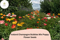 Iceland Poppy Seeds – Champagne Bubbles Mix, Perennial Flower Seeds, Colorful Papaver nudicaule for Garden Beds & Containers