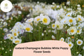 200+ Iceland White Poppy Seeds – Champagne Bubbles, White Perennial Flowers, Papaver nudicaule, Pollinator-Friendly