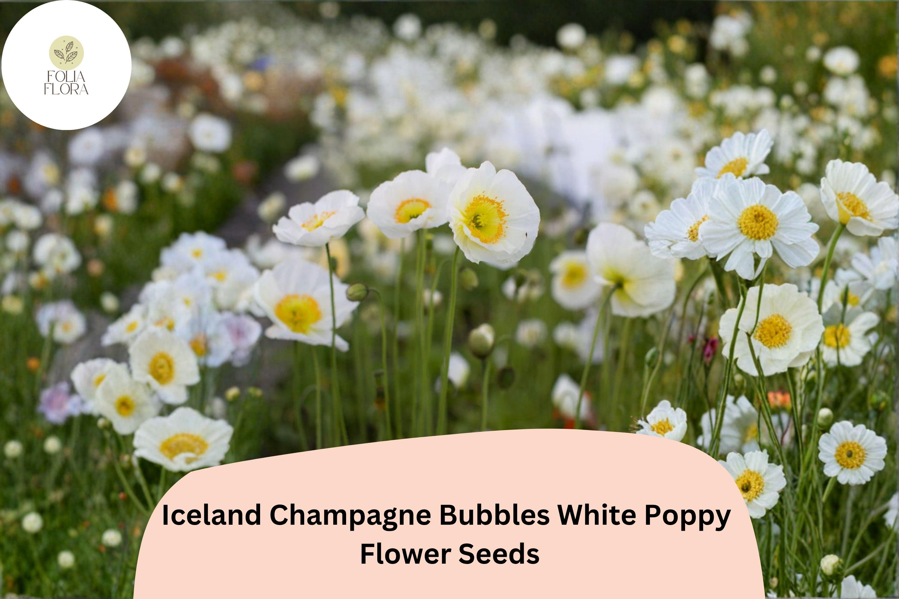 200+ Iceland White Poppy Seeds – Champagne Bubbles, White Perennial Flowers, Papaver nudicaule, Pollinator-Friendly