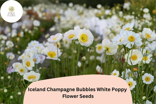 200+ Iceland White Poppy Seeds – Champagne Bubbles, White Perennial Flowers, Papaver nudicaule, Pollinator-Friendly