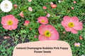 200+ Iceland Pink Poppy Seeds – Champagne Bubbles Variety, Papaver nudicaule, Soft Pink Flowers, Pollinator Friendly, Easy to Grow