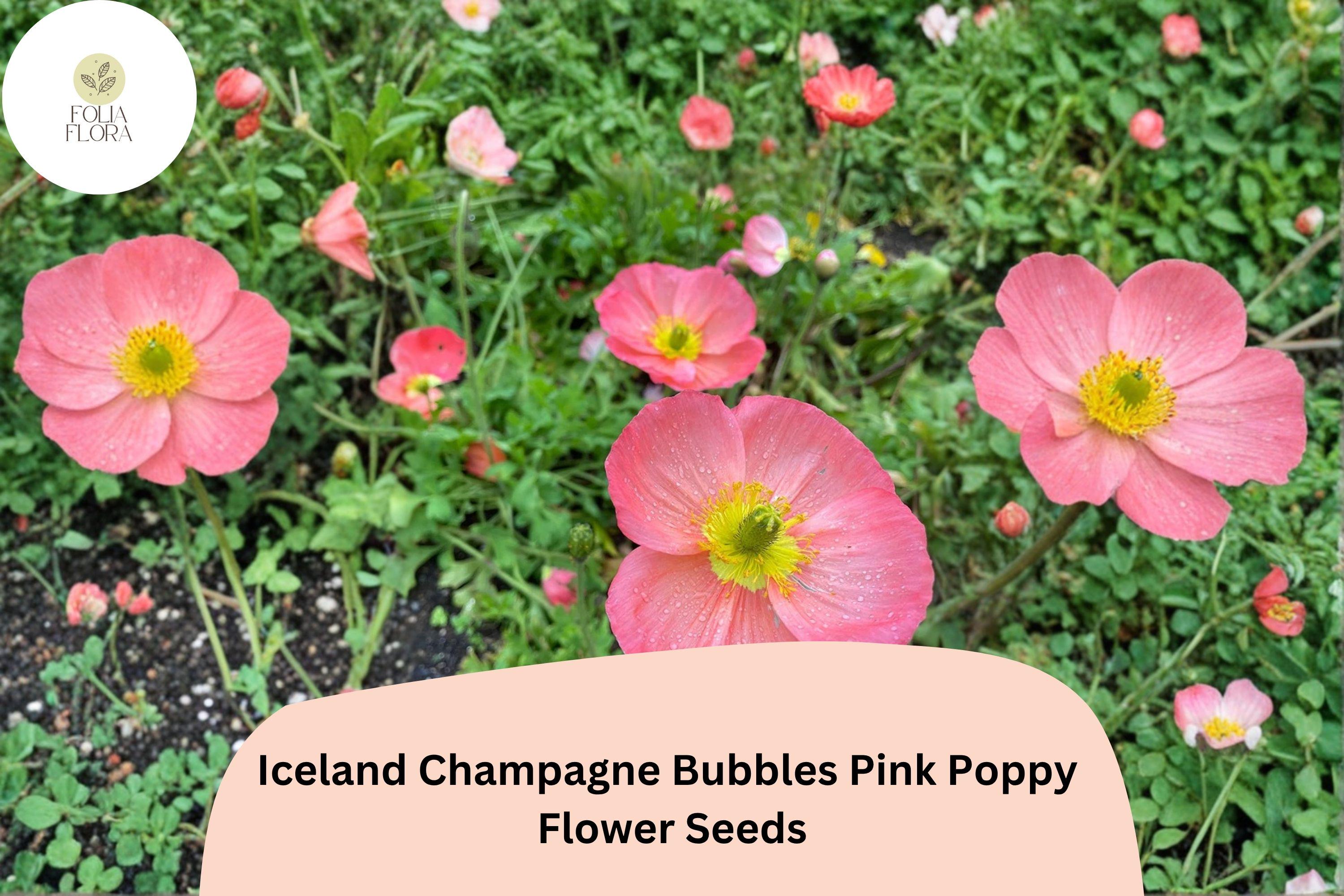 200+ Iceland Pink Poppy Seeds – Champagne Bubbles Variety, Papaver nudicaule, Soft Pink Flowers, Pollinator Friendly, Easy to Grow