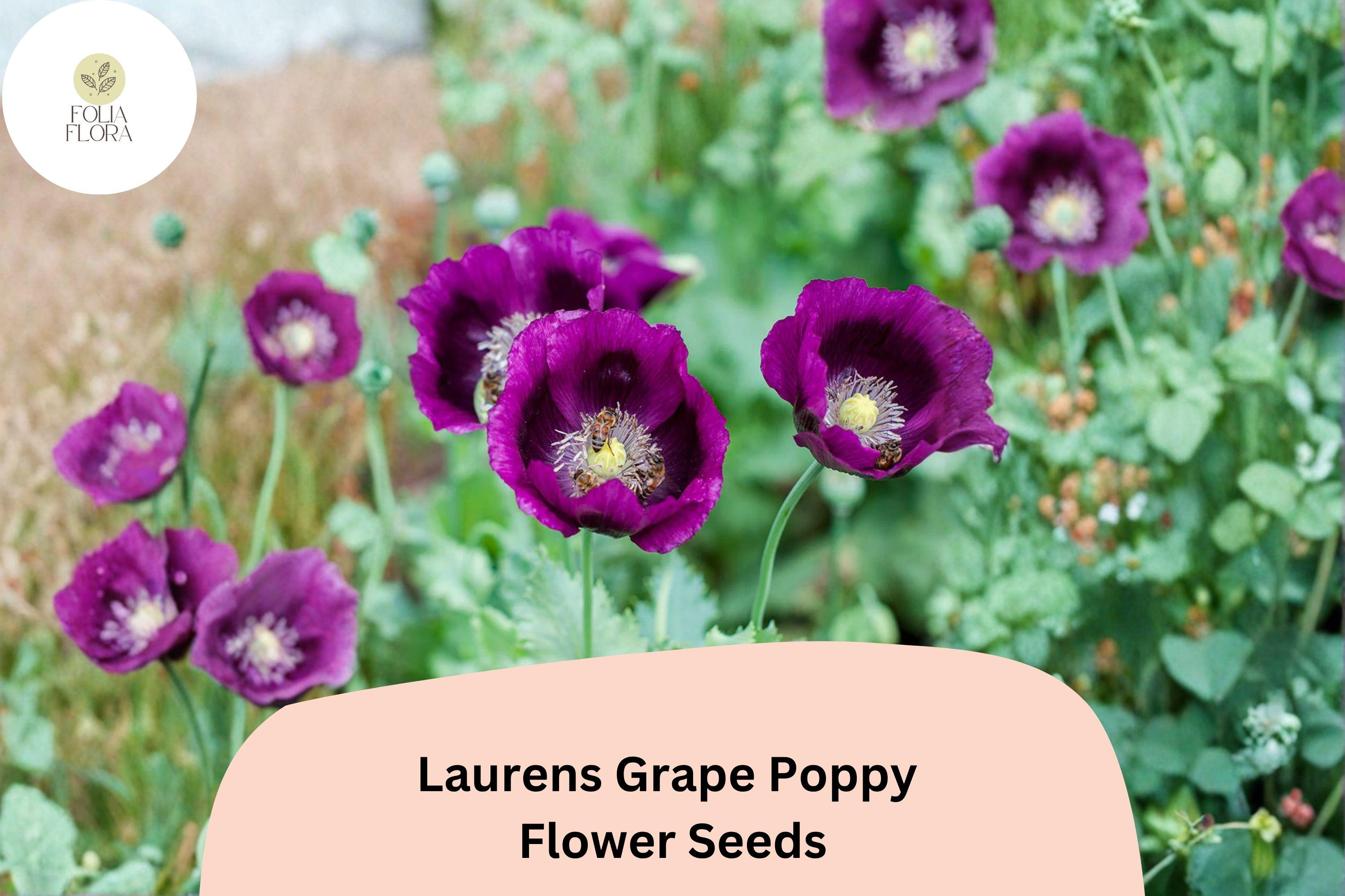 Lauren’s Grape Poppy Seeds – Deep Purple Blooms, Easy Grow Annual Flower, Papaver somniferum, 200+ Seeds