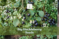 Big Huckleberry Seeds | Vaccinium membranaceum | Hardy Wild Berry Shrub for Gardens & Wildlife