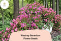 25+ Westray Geranium Seeds | Perennial Cranesbill with Pink Blooms | Geranium ‘Westray’ for Garden Beds & Borders