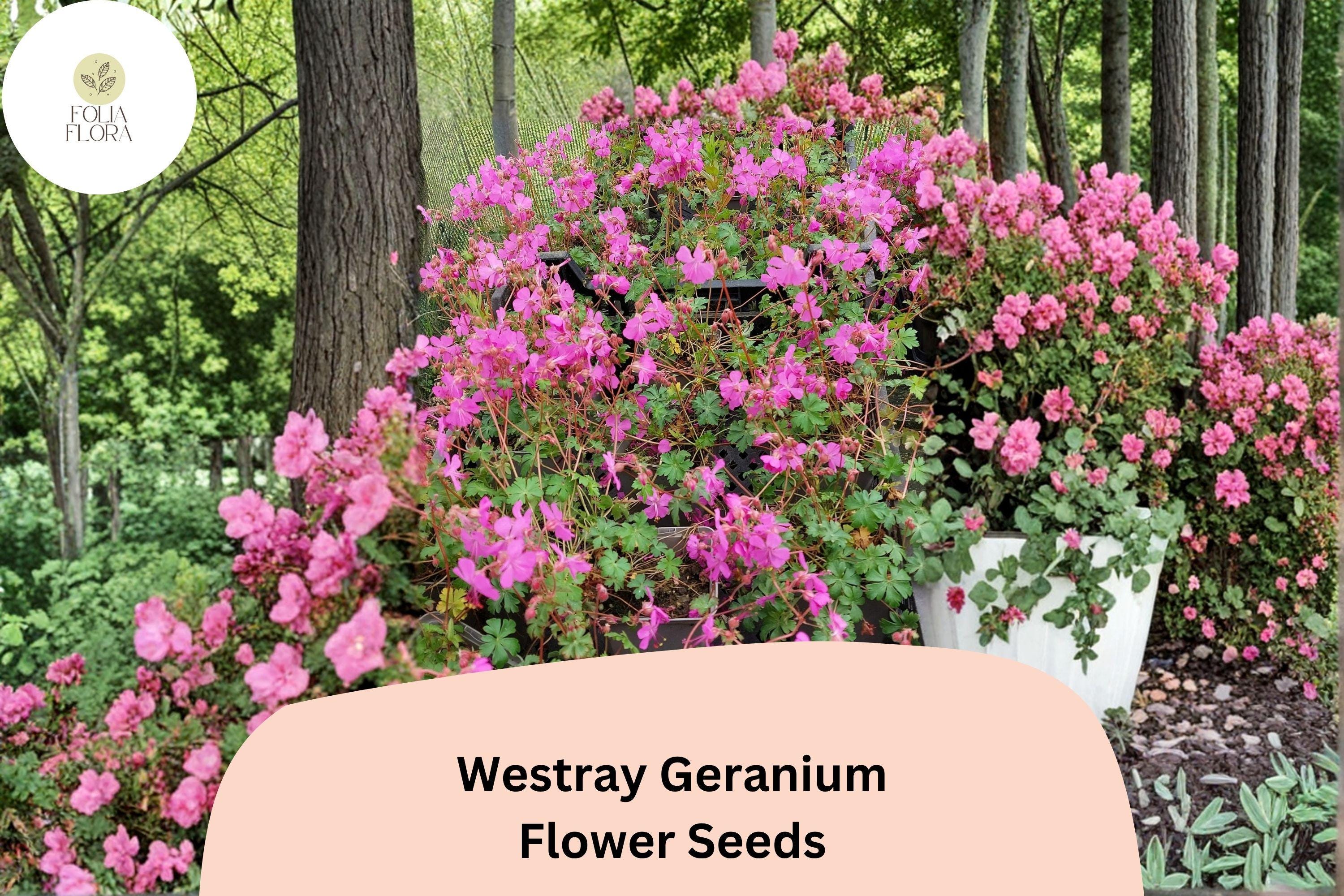 25+ Westray Geranium Seeds | Perennial Cranesbill with Pink Blooms | Geranium ‘Westray’ for Garden Beds & Borders