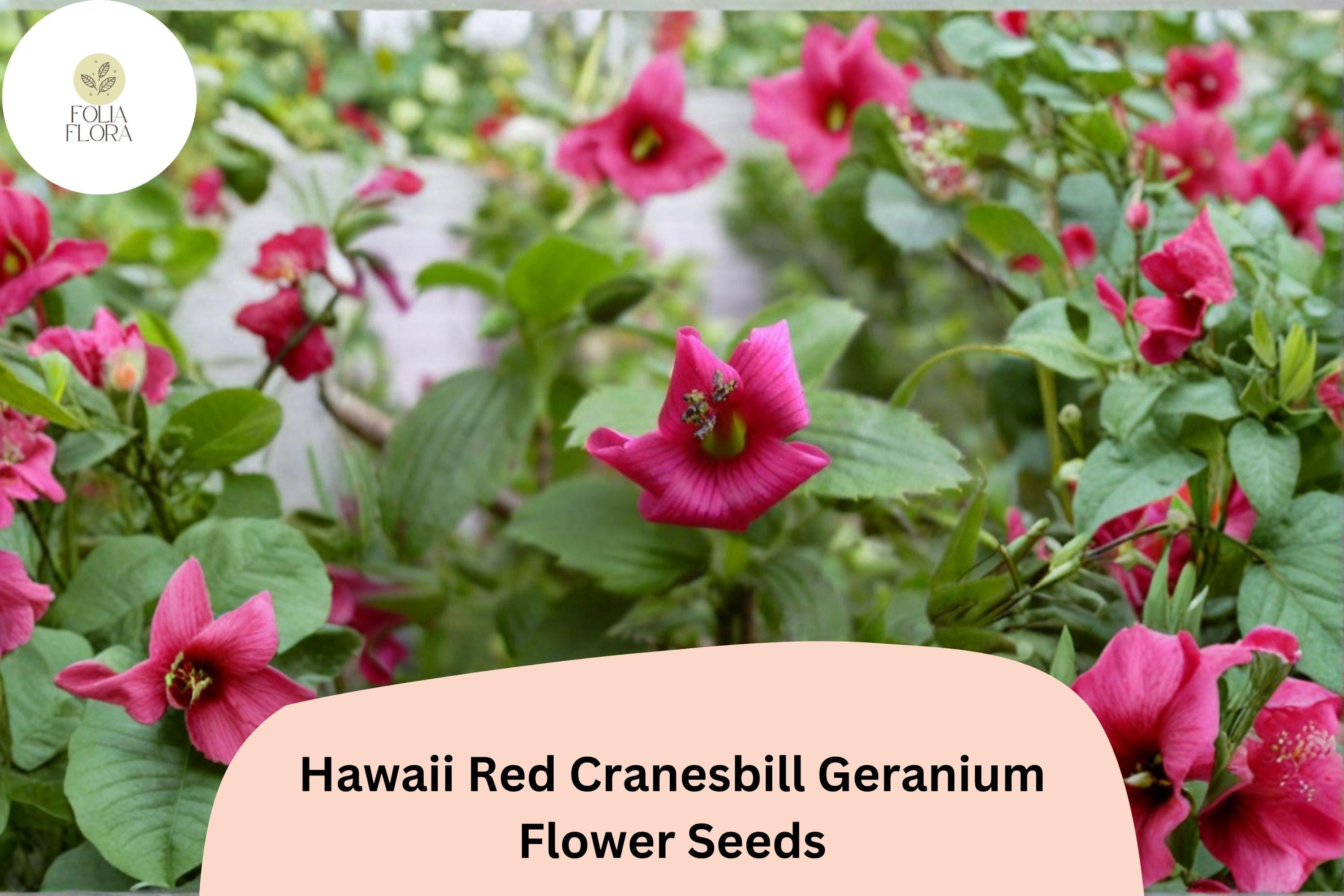 Hawaii Red Geranium Seeds | Perennial Pink Flower | Geranium sanguineum | Garden Plant Seeds