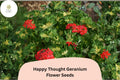 25+ Happy Thought Geranium Seeds | Zonal Pelargonium | Bright Red Flowers & Variegated Leaves | Pelargonium hortorum