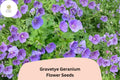 25+ Gravetye Geranium Seeds | Purple Zonal Pelargonium | Garden Flower Seeds for Borders & Containers | Pelargonium hortorum