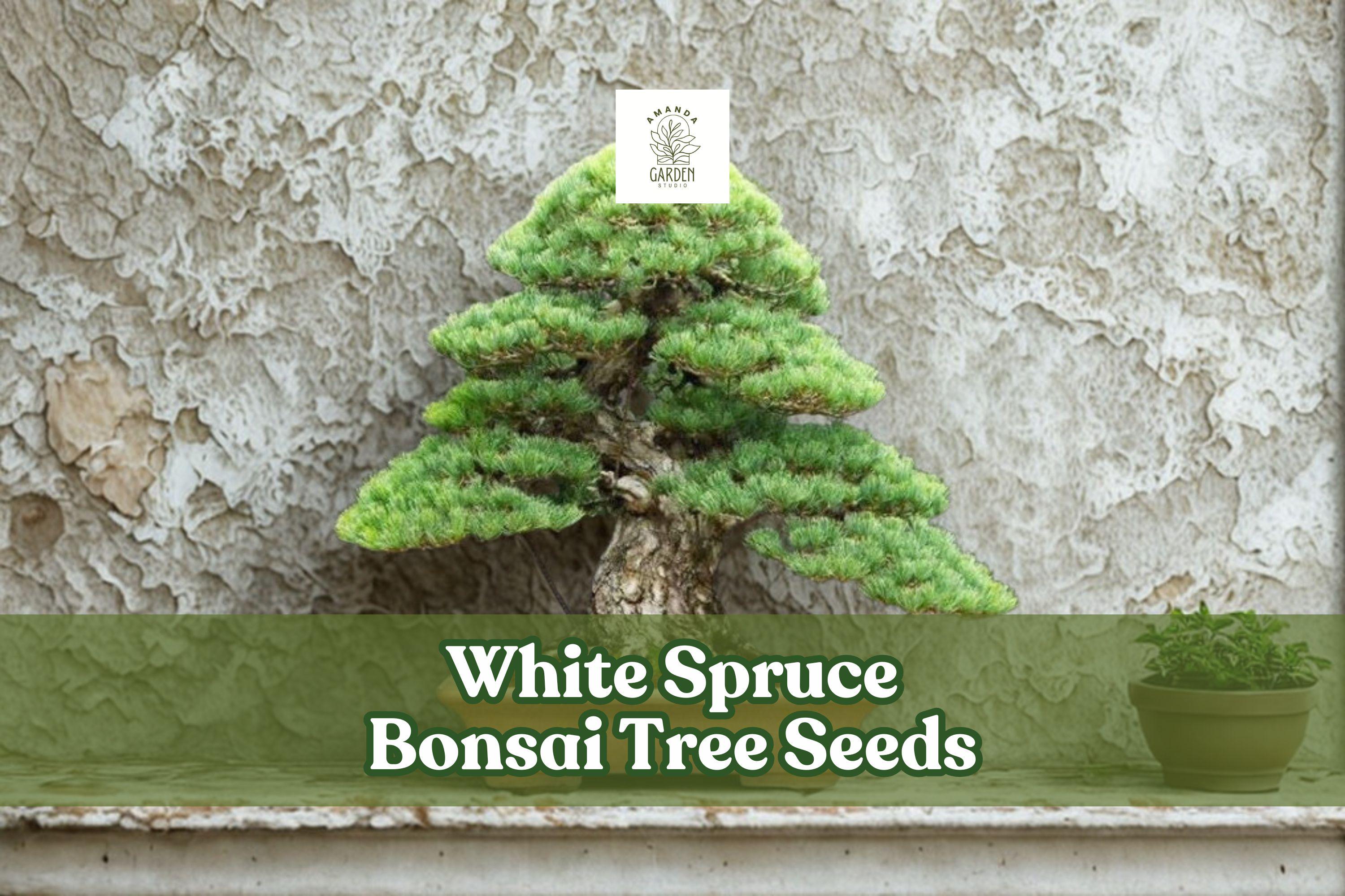 White Spruce Bonsai Seeds | Picea Glauca Evergreen Conifer for Bonsai & Gardens