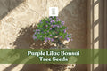 Purple Lilac Bonsai Tree Seeds | Syringa vulgaris | Fragrant Purple Blooms | 30+ Fresh Seeds for Ornamental Gardening