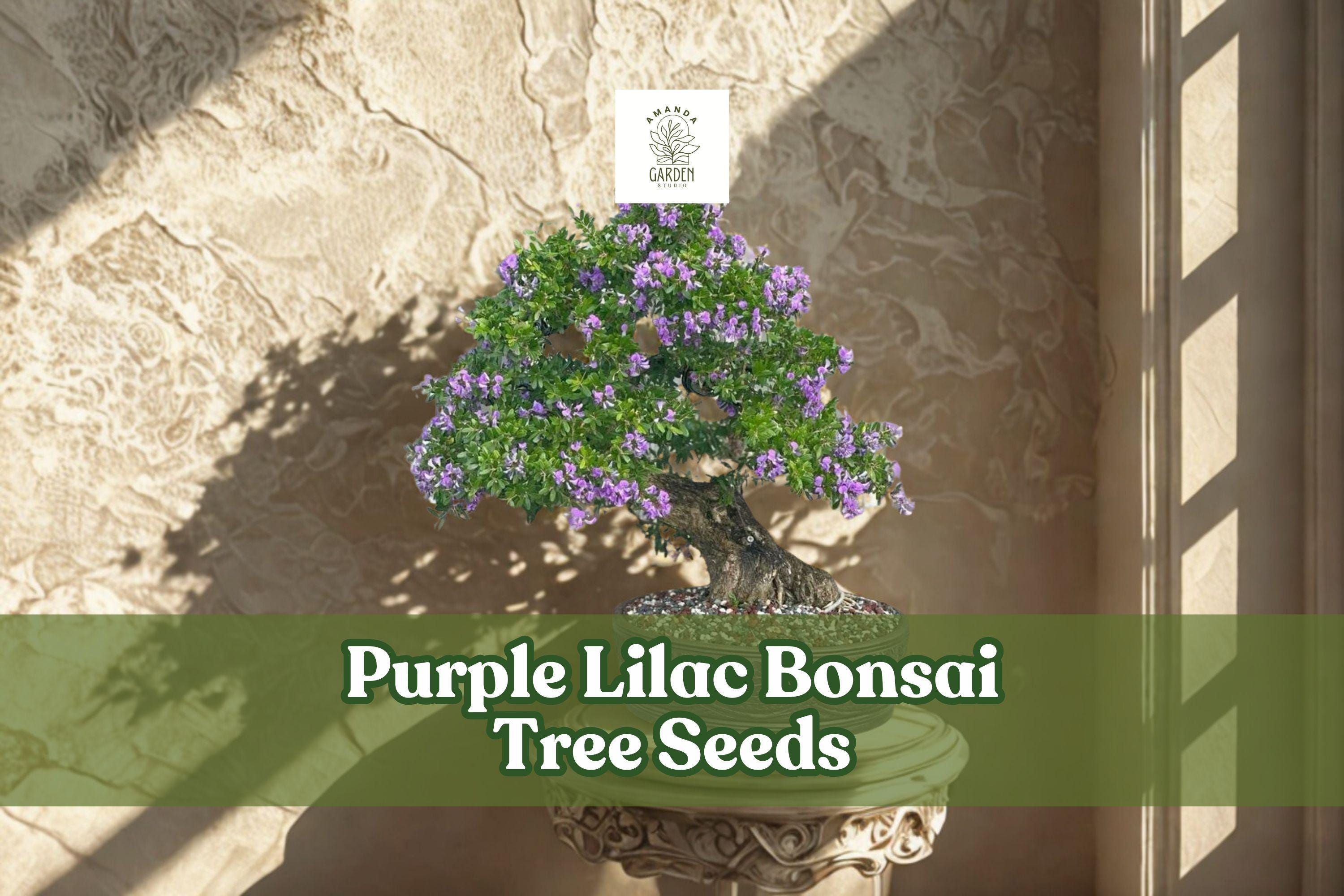 Purple Lilac Bonsai Tree Seeds | Syringa vulgaris | Fragrant Purple Blooms | 30+ Fresh Seeds for Ornamental Gardening