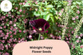 200+ Midnight Poppy Seeds – Dark Purple Black Heirloom Annual Flower Papaver somniferum