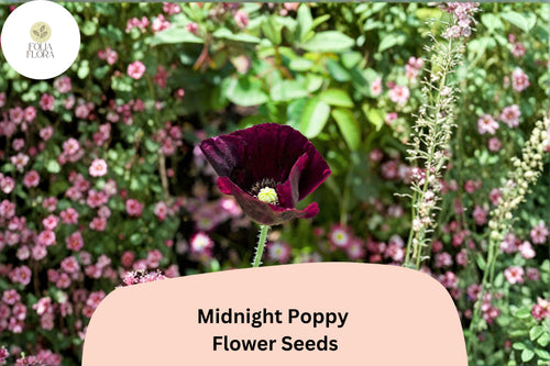 200+ Midnight Poppy Seeds – Dark Purple Black Heirloom Annual Flower Papaver somniferum