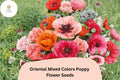 Oriental Poppy Seeds - Mixed Colors, Fragrant Perennial Flowers, Papaver orientale, Bee & Butterfly Attractant, Easy to Grow