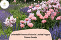 Oriental Poppy Seeds – Princess Victoria Louise Pink Perennial Flower Seeds – Papaver orientale, Pollinator Friendly, Easy to Grow