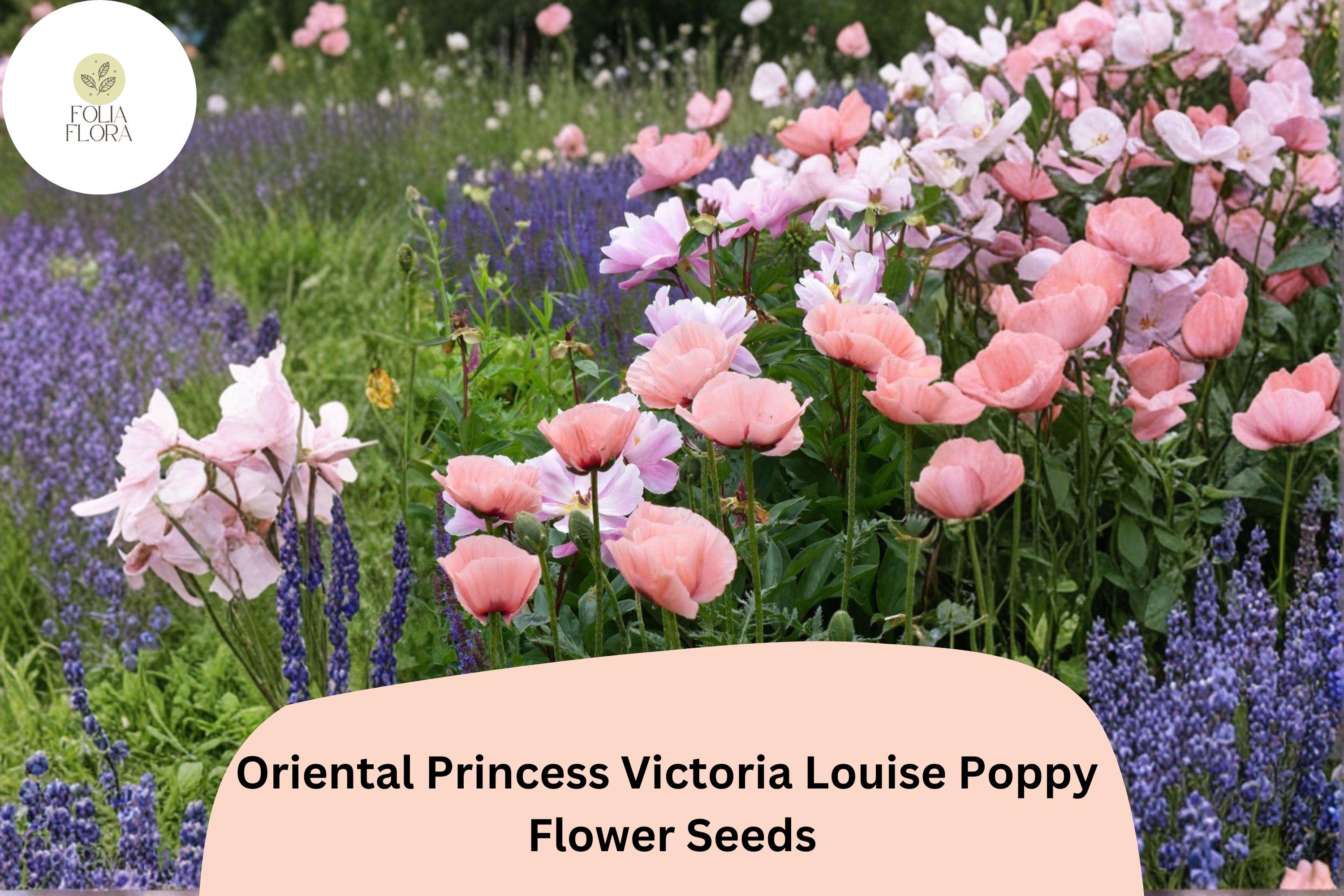 Oriental Poppy Seeds – Princess Victoria Louise Pink Perennial Flower Seeds – Papaver orientale, Pollinator Friendly, Easy to Grow