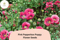 Pink Pepperbox Poppy Seeds – Ruffled Pink Blooms, Perennial Flower, Papaver somniferum, Easy to Grow, Pollinator Friendly, 200+ Seeds