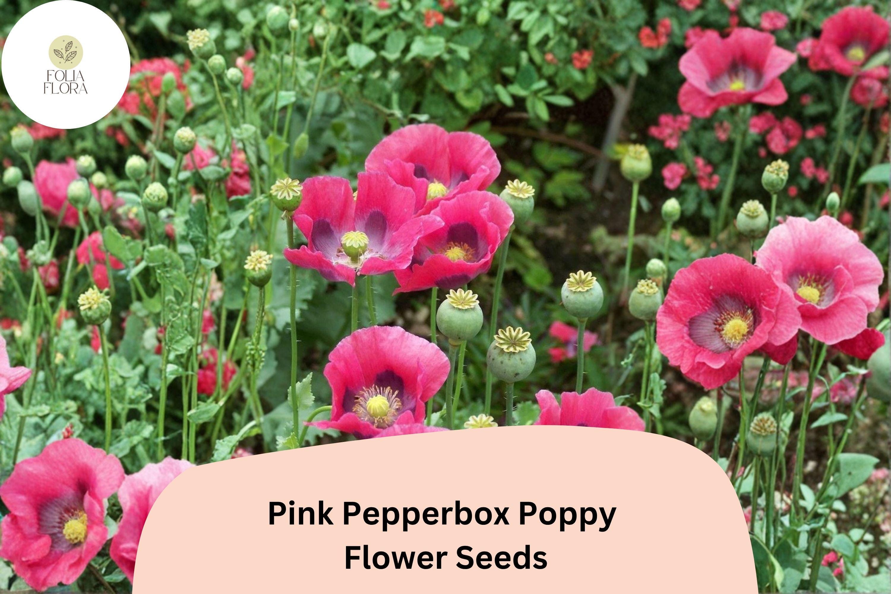 Pink Pepperbox Poppy Seeds – Ruffled Pink Blooms, Perennial Flower, Papaver somniferum, Easy to Grow, Pollinator Friendly, 200+ Seeds