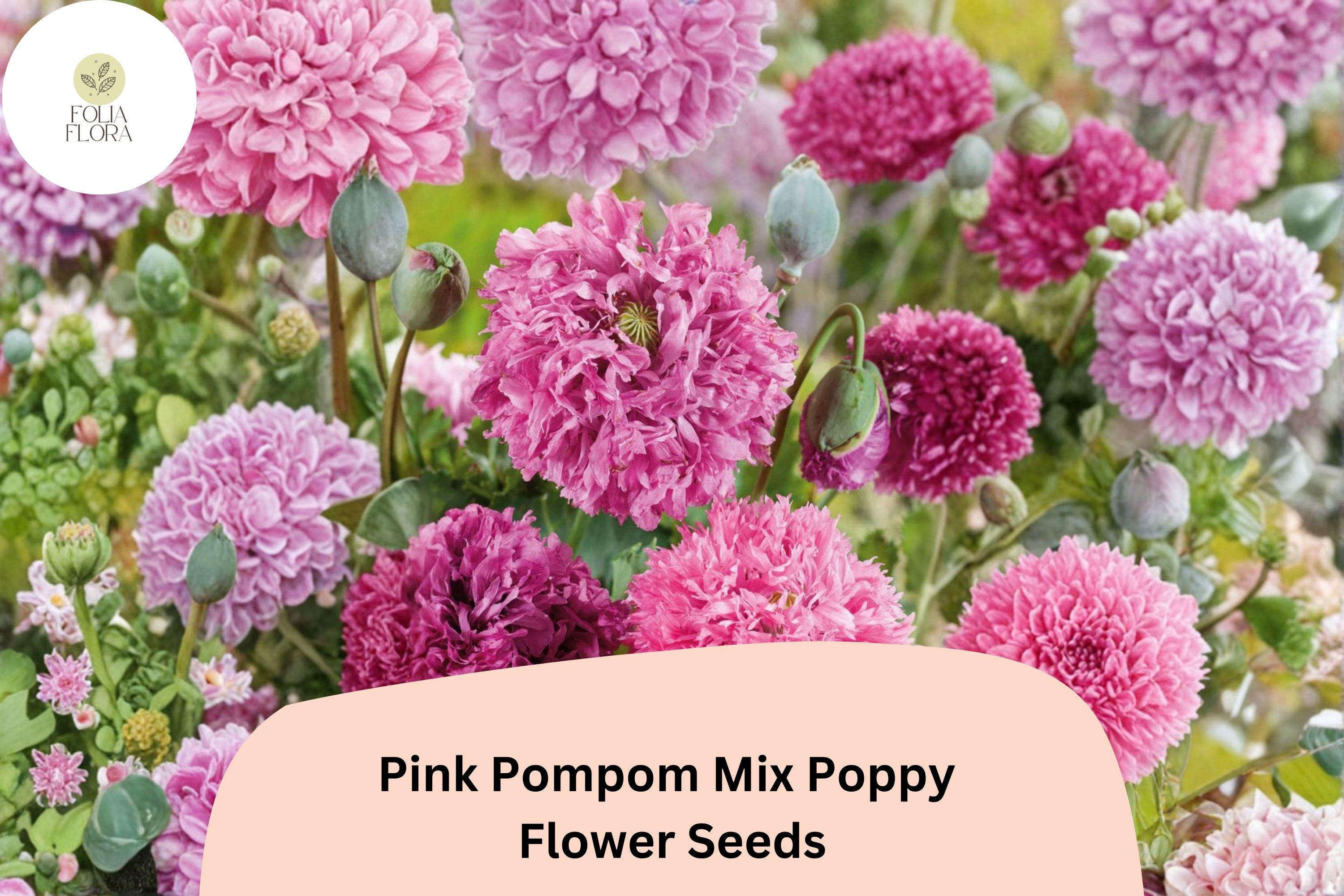 Pink Pompom Poppy Seeds – Perennial Wildflower, Ruffled Soft Pink Blooms, Papaver somniferum, Pollinator Friendly, 200+ Seeds
