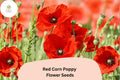 200+ Red Corn Poppy Seeds – Wildflower Garden Planting – Vibrant Red Papaver rhoeas for Pollinator Attracting Borders