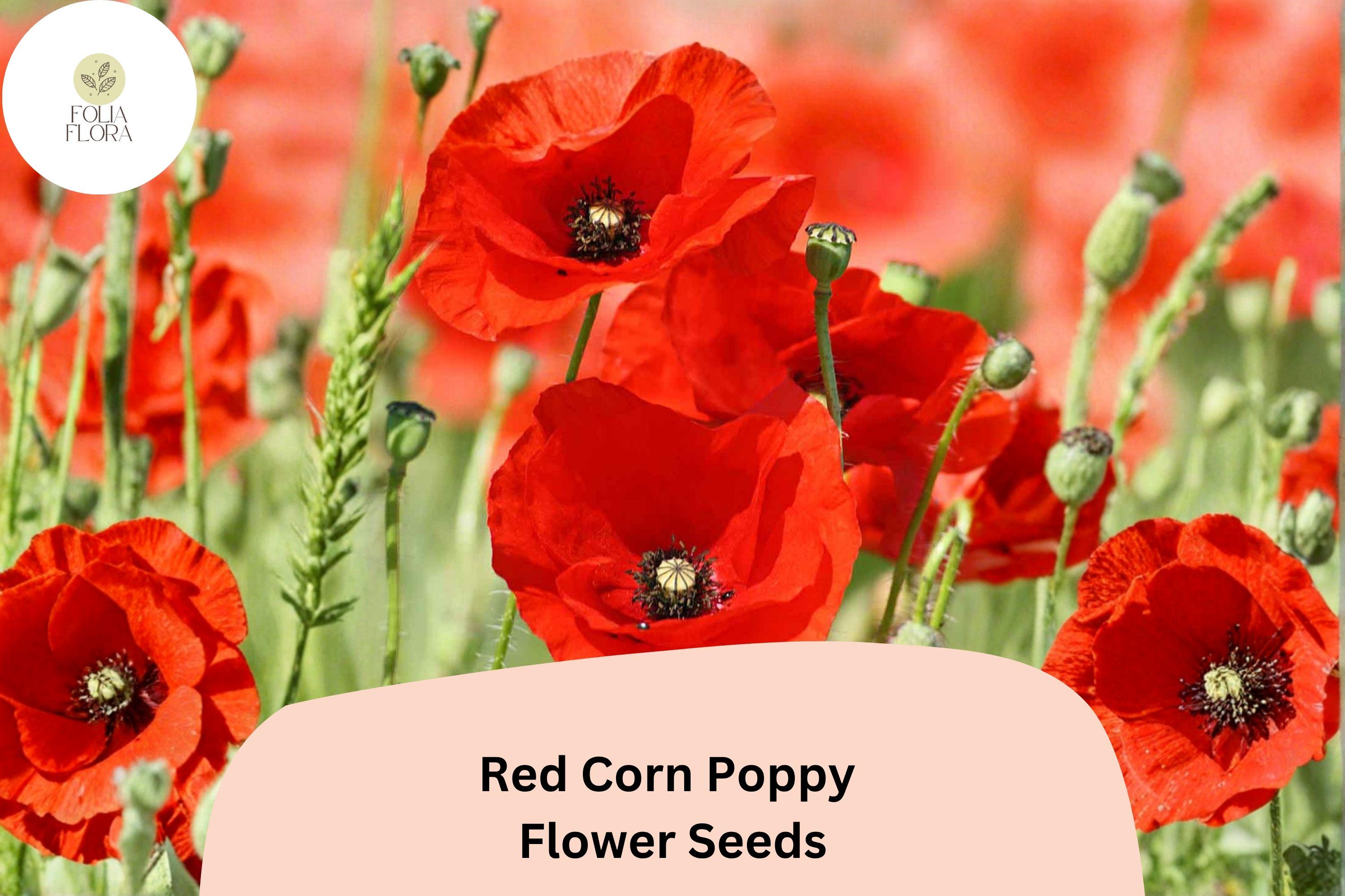 200+ Red Corn Poppy Seeds – Wildflower Garden Planting – Vibrant Red Papaver rhoeas for Pollinator Attracting Borders