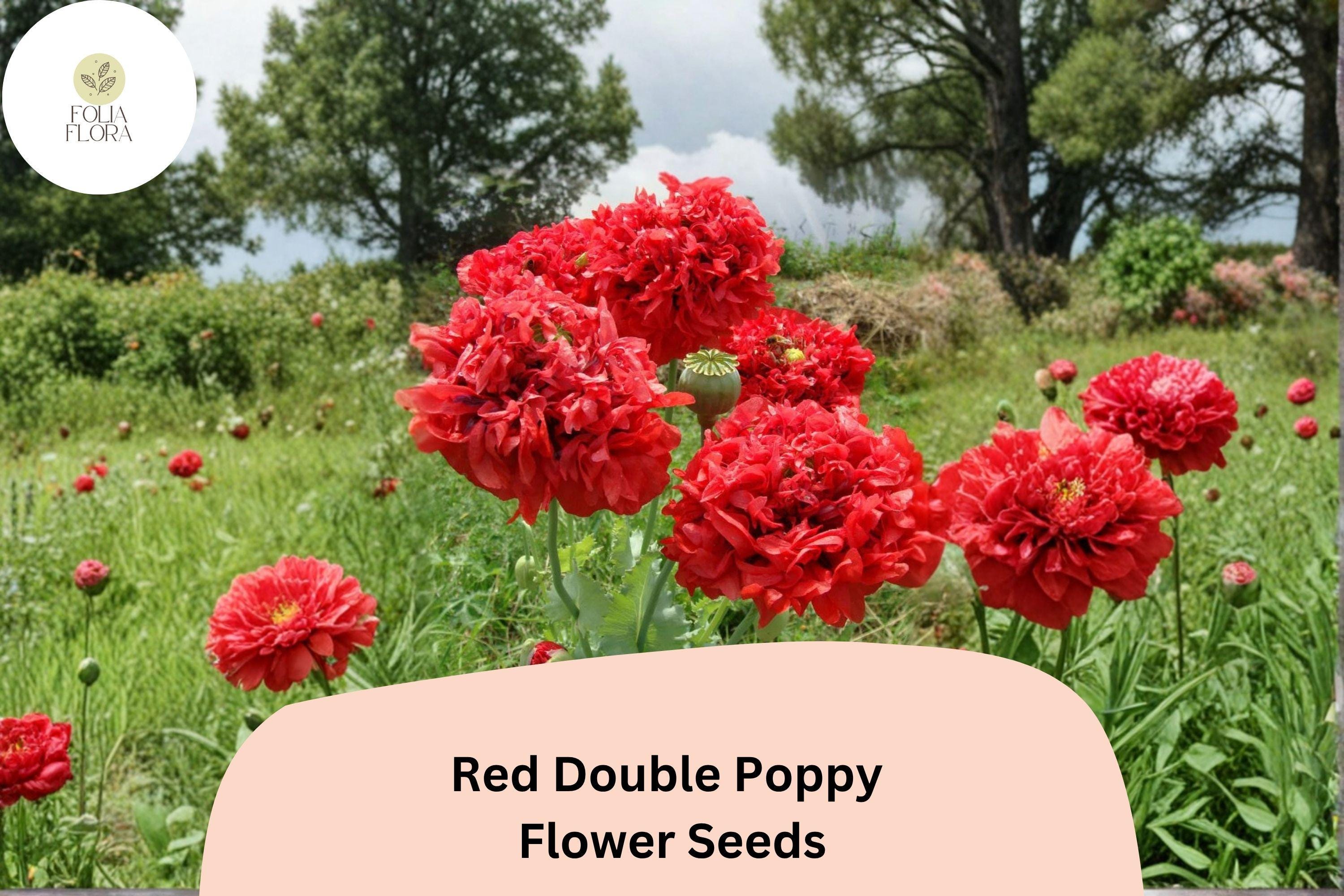 200+ Red Double Poppy Seeds – Perennial Wildflower, Bold Red Double Blooms, Papaver somniferum, Easy to Grow, Attracts Bees & Butterflies