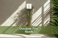 Octopus Tree Seeds (Didierea madagascariensis) – Rare Succulent Seeds for Bonsai & Desert Gardens, Exotic Madagascar Plant