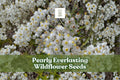 Pearly Everlasting Seeds, 40 Anaphalis margaritacea, Drought-Tolerant Perennial Wildflower for Pollinator Gardens