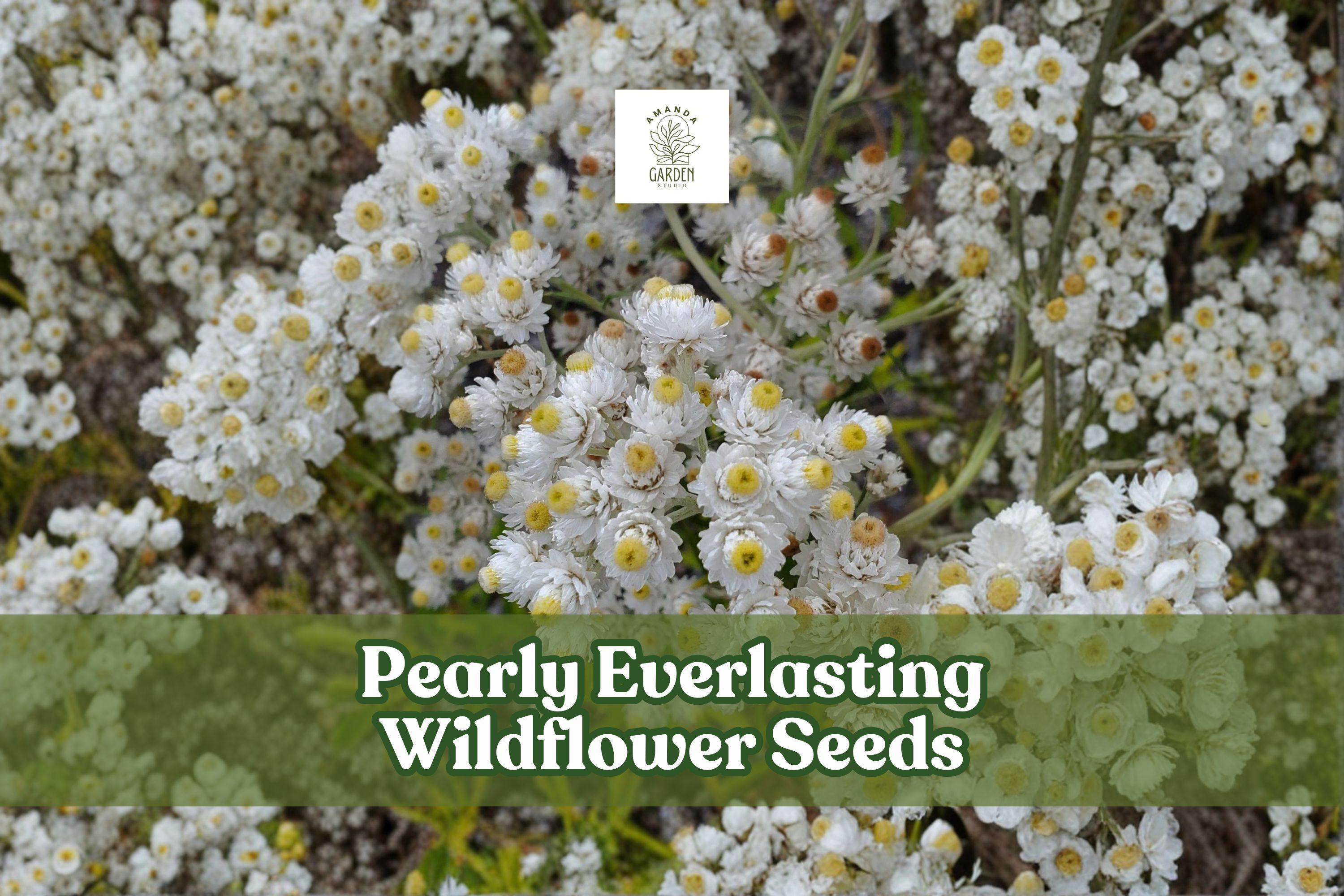 Pearly Everlasting Seeds, 40 Anaphalis margaritacea, Drought-Tolerant Perennial Wildflower for Pollinator Gardens