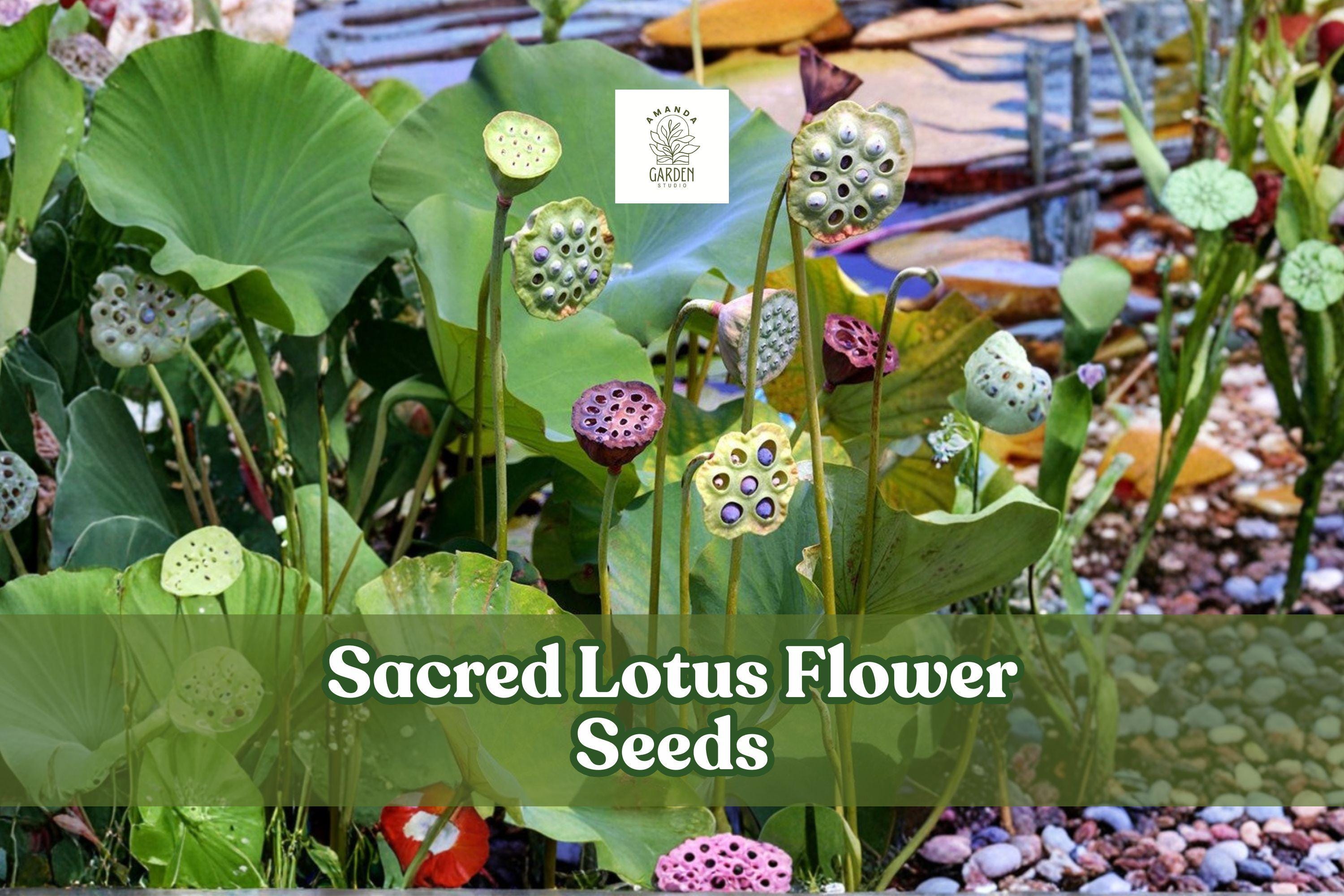 15 Sacred Lotus Seeds - Nelumbo nucifera Aquatic Pond Flower, Pink & White Water Plant, Easy to Grow, Water Garden, Pond Plant Seeds