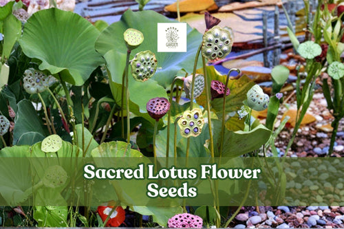 15 Sacred Lotus Seeds - Nelumbo nucifera Aquatic Pond Flower, Pink & White Water Plant, Easy to Grow, Water Garden, Pond Plant Seeds
