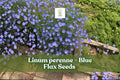 Blue Flax Seeds | 1000 Perennial Wildflower Linum perenne | Drought-Tolerant, Pollinator-Friendly, Blue Blooms