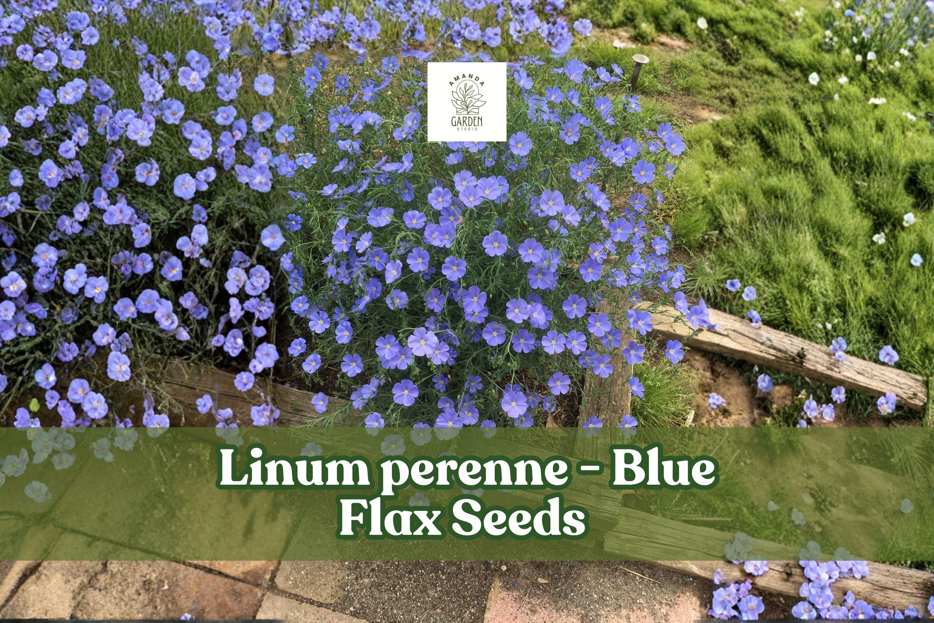 Blue Flax Seeds | 1000 Perennial Wildflower Linum perenne | Drought-Tolerant, Pollinator-Friendly, Blue Blooms