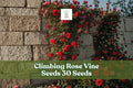 Climbing Rose Seeds (30+) – Colorful Garden Vine Rosa spp. for Fences, Arbors & Vertical Gardens
