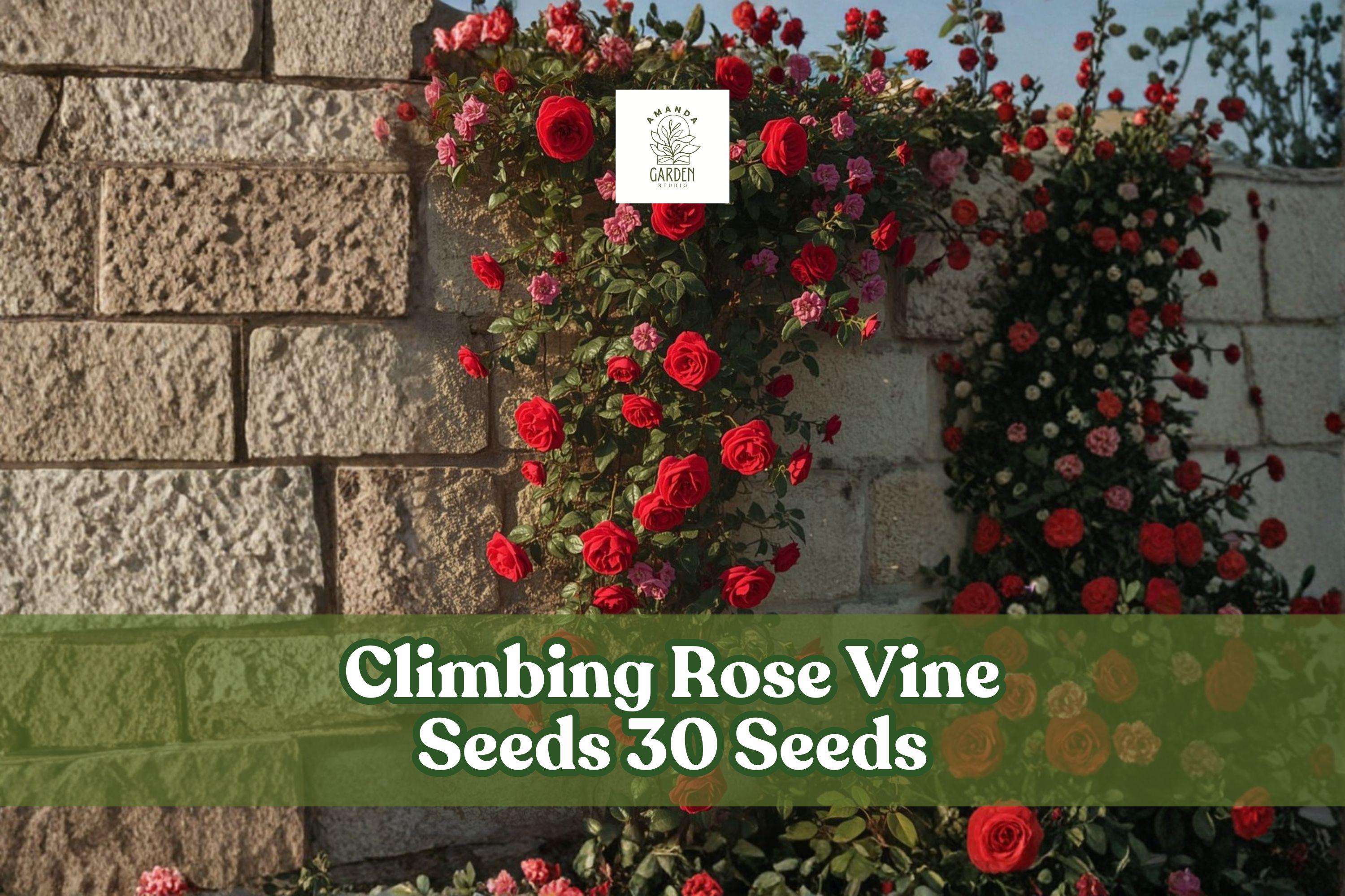 Climbing Rose Seeds (30+) – Colorful Garden Vine Rosa spp. for Fences, Arbors & Vertical Gardens