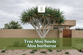 Tree Aloe Seeds (Aloe barberae) – Rare Succulent Tree Seeds for Xeriscape, Rock Gardens, Drought-Tolerant Plants, 5 Pack