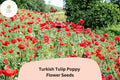 200+ Turkish Tulip Poppy Seeds | Wildflower, Vibrant Tulip-Shaped Blooms | Papaver orientale