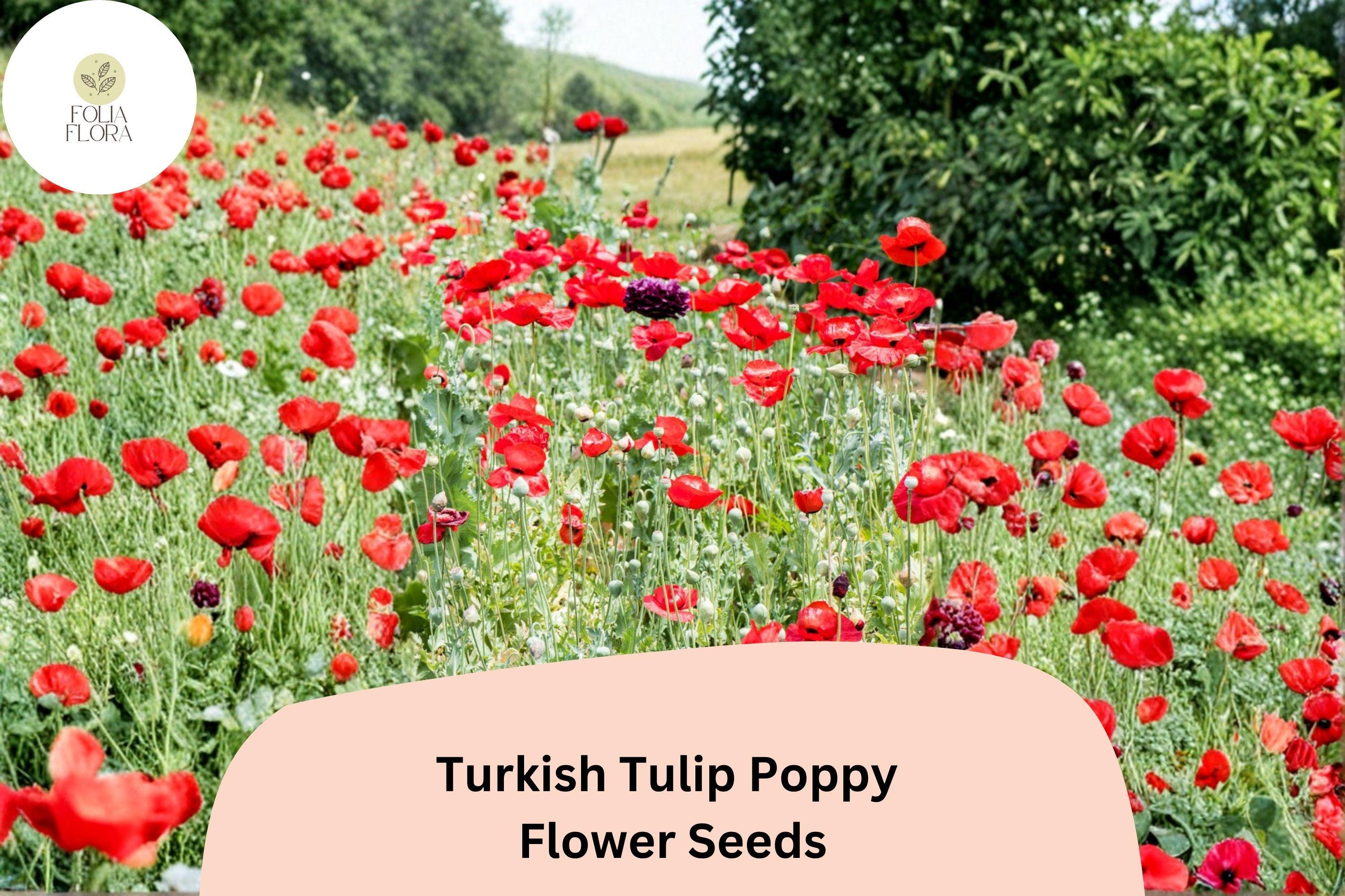 200+ Turkish Tulip Poppy Seeds | Wildflower, Vibrant Tulip-Shaped Blooms | Papaver orientale