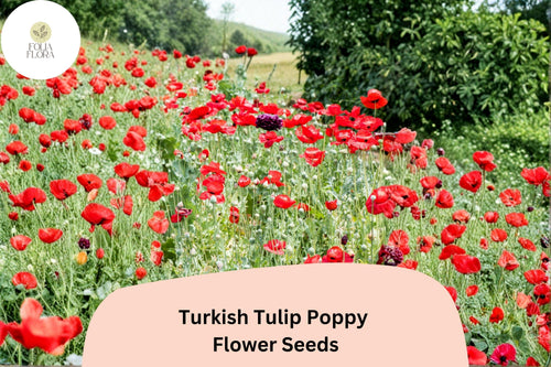 200+ Turkish Tulip Poppy Seeds | Wildflower, Vibrant Tulip-Shaped Blooms | Papaver orientale