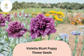 Violetta Blush Poppy Seeds – Lavender-Pink Annual Wildflower – Papaver somniferum – Bee & Butterfly Attracting, 200+ Seeds