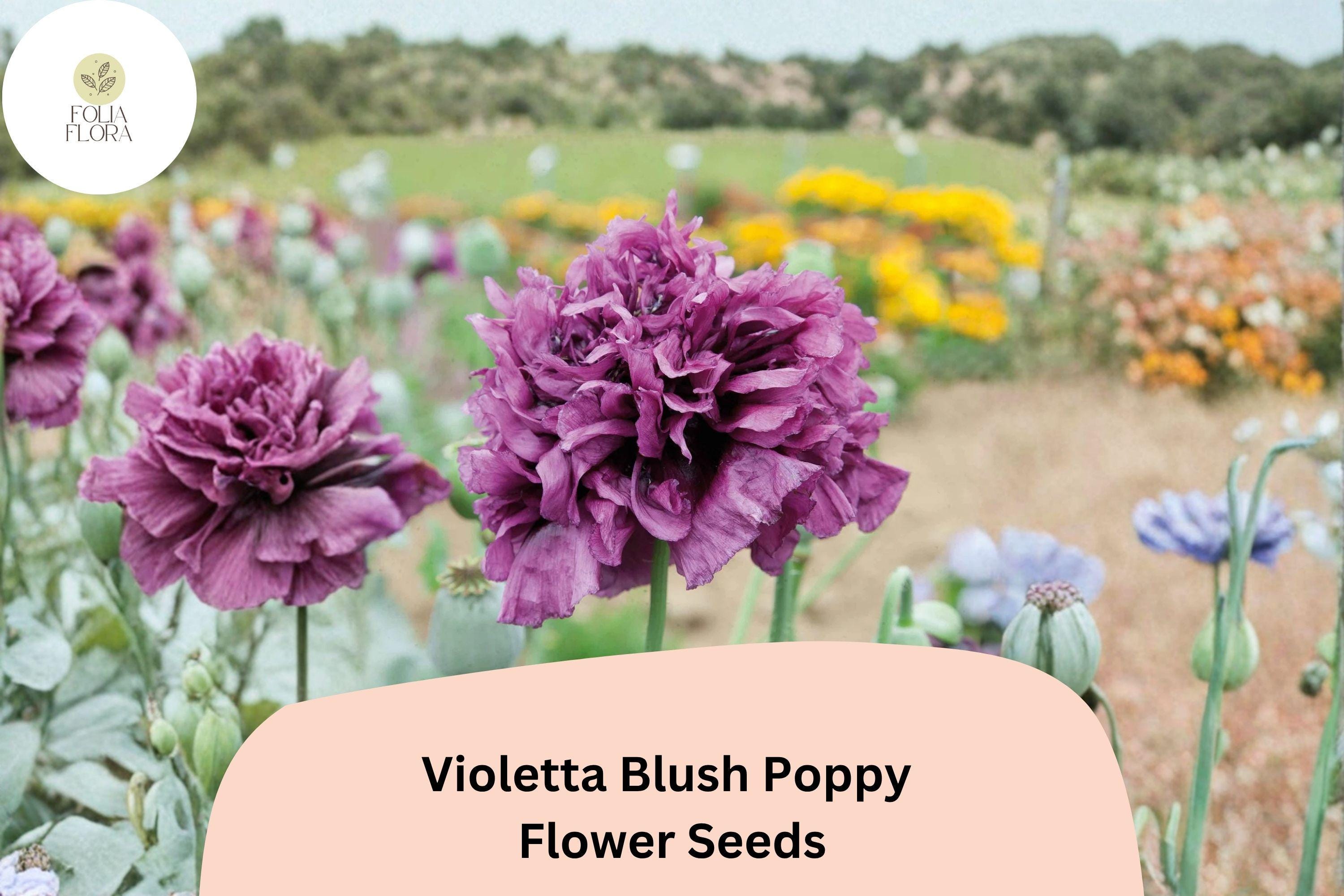 Violetta Blush Poppy Seeds – Lavender-Pink Annual Wildflower – Papaver somniferum – Bee & Butterfly Attracting, 200+ Seeds